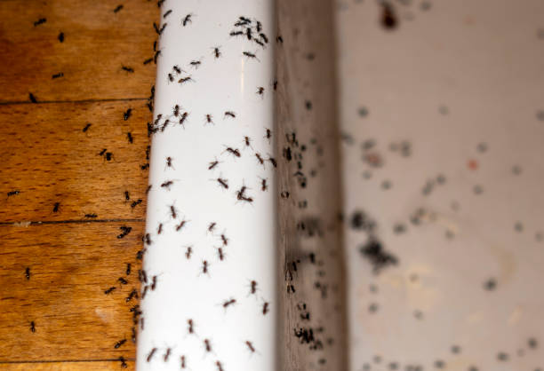 Best Wasp Removal Services  in Newark, CA