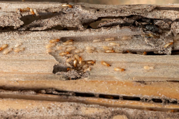 Flea Control Services in Newark, CA