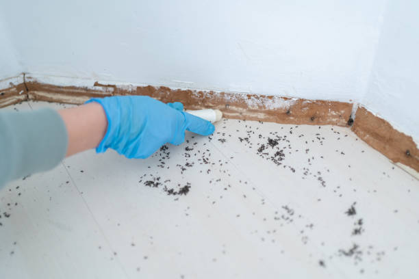 Best Flea Control Services  in Newark, CA